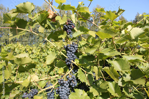 Bunches of ripe blue grapes on vine with green leaves