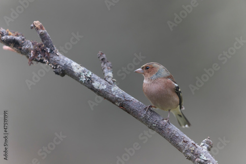 Common Chaffinch Fringilla coelebs perching on twig in autumnal atmosphere