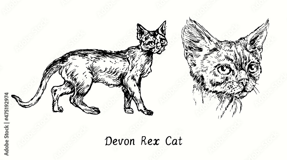 Devon Rex Cat collection, head front view and standing side view. Ink black and white doodle drawing in woodcut style