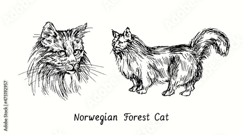 Norwegian Forest  Cat collection, head front view and standing side view. Ink black and white doodle drawing in woodcut style
