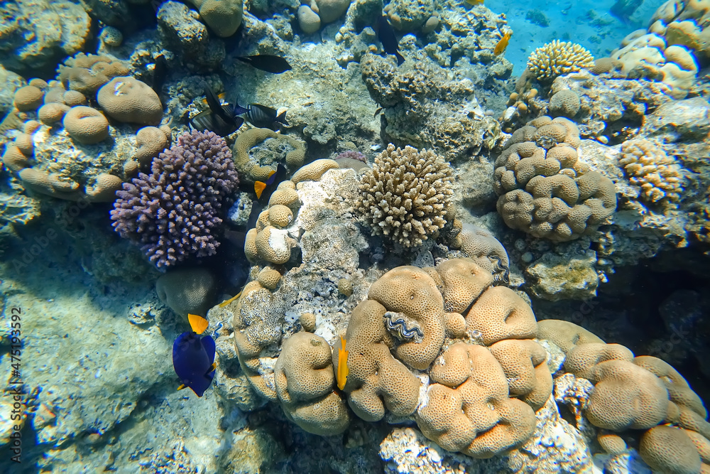 Amazing underwater world of the Red Sea tropical fish swim between the corals hiding behind them Amazing underwater world of the Red Sea tropical fish swim between the corals hiding behind them