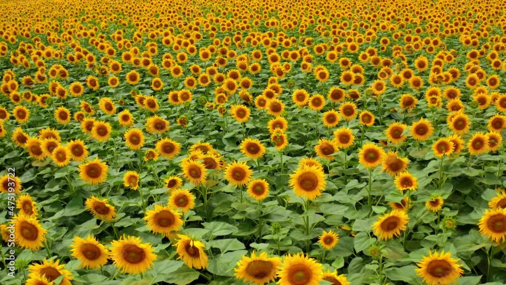 Blooming sunflowers in the vast field. Beautiful flowers shaking in the wind. Yellow sunflowers backdrop. Blooming sunflowers in the vast field. Beautiful flowers shaking in the wind. Yellow sunflowers backdrop.