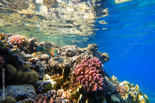 Amazing underwater world of the Red Sea beautiful colorful fish swim near corals