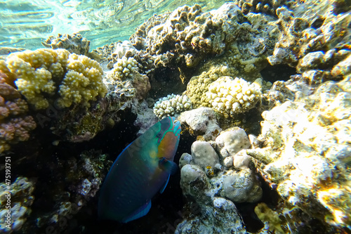 Amazing underwater world of the Red Sea beautiful tropical fish hid in the corals and looks out © Roman
