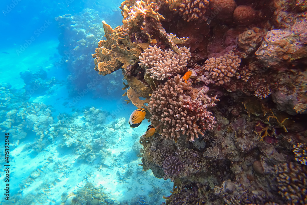 Obraz premium Amazing underwater world of the Red Sea near huge corals colorful tropical fish swim on which the rays of the sun fall
