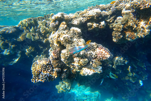 Fototapeta Naklejka Na Ścianę i Meble -  Amazing underwater world of the Red Sea hanging corals on the bottom of the sea near which tropical fish swim