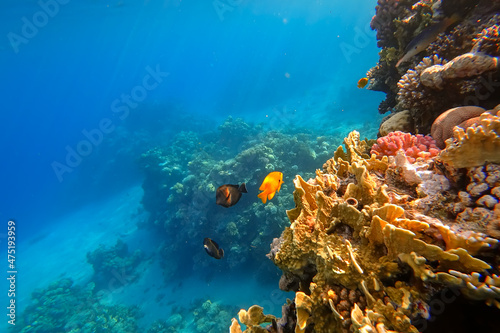 The amazing underwater world of the Red Sea near the yellow coral swims a small yellow fish on which the rays of the sun shine