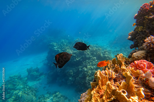 The amazing underwater world of the Red Sea, next to the colorful corals, a flock of fish swims on which the rays of the sun illuminate