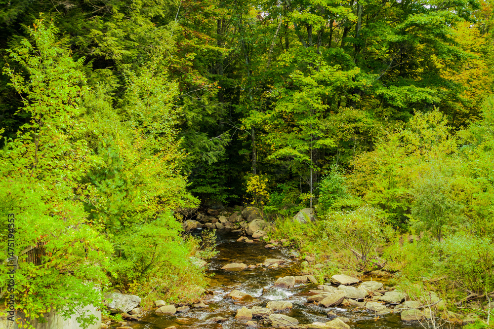 Obraz premium bubbling brook flows over stones into a wooded forest 