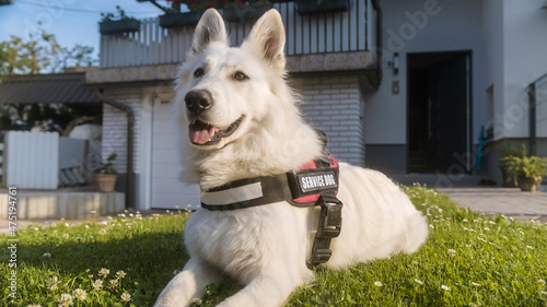 Photography Service dog, a beautiful White Swiss Shepherd, lying calm in the yard