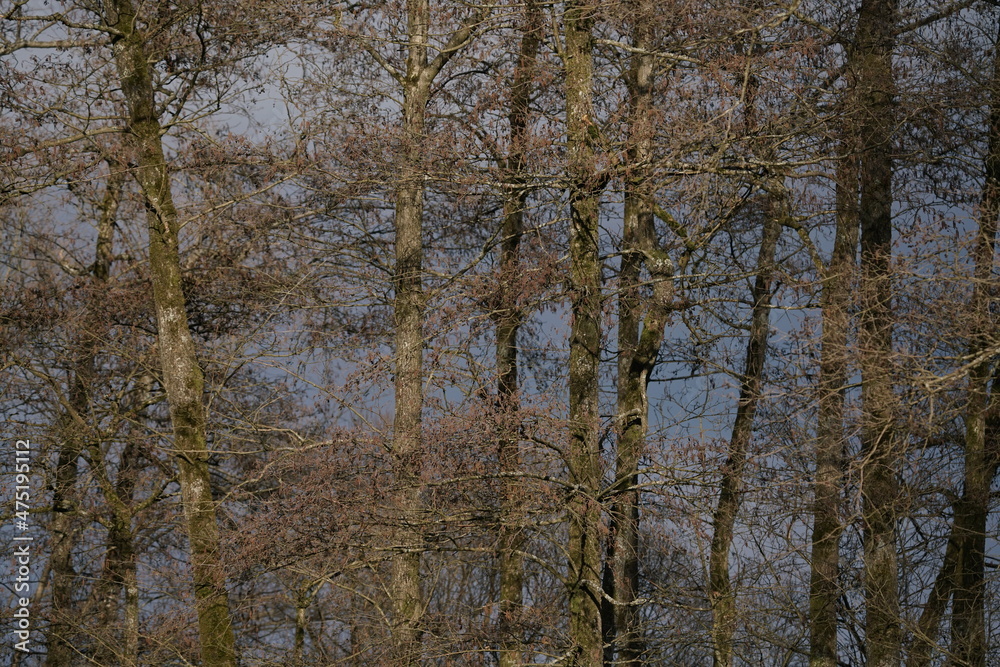 Bäume im Wald mit Natur Erlebnis Möglichkeiten an der frischen Luft Bäume im Wald mit Natur Erlebnis Möglichkeiten an der frischen Luft