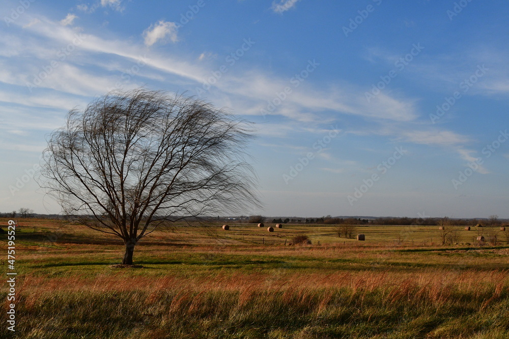 Bare Weeping Willow Tree in a Field Under a Blue Sky Bare Weeping Willow Tree in a Field Under a Blue Sky