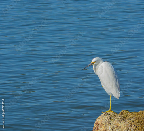 A Great White Heron along the Palm Coast of Flagler County, Florida