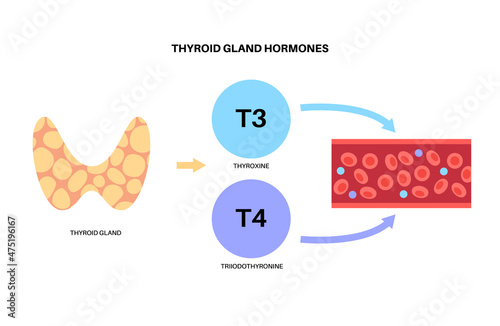 Thyroid hormones diagram