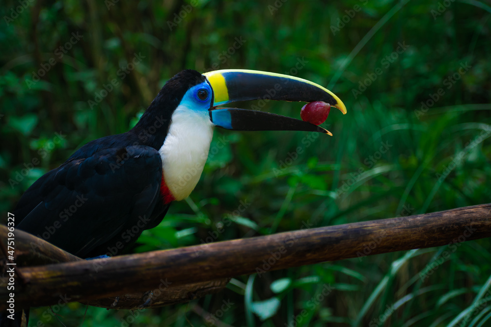 Fototapeta premium Close up of a colourful toucan sitting on a tree branch while eating a tropical grape in the jungle. Latin america wildlife and natural sanctuaries concept. Amazon rainforest fauna. Ornithology.
