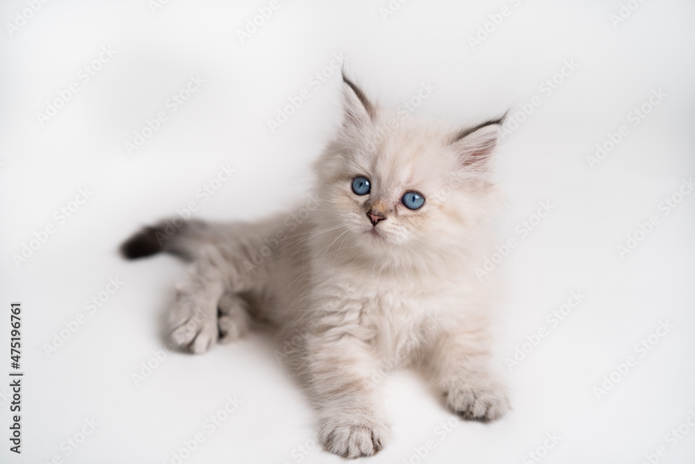 white beige with blue eyes kitten on a white background, isolated, top view