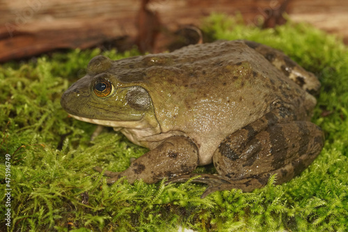 Closeup on a subadult North American Bullfrog , Rana catesbeiana sitting on green moss photo