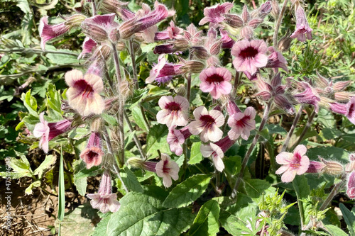Beautiful Rehmannia glutinosa grass with beautiful delicate pink flowers growing in spring field photo