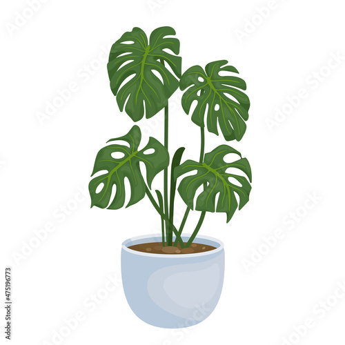Monstera flower in a flowerpot, pot.Vector graphics on a white background.