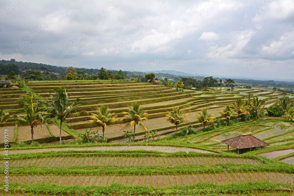 Reisterrassen auf Bali, Indonesien