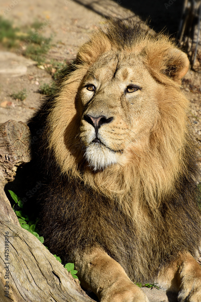 Lion , king isolated , Portrait Wildlife animal Lion , king isolated , Portrait Wildlife animal