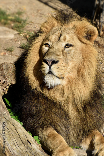 Fototapeta Naklejka Na Ścianę i Meble -  Lion , king isolated , Portrait Wildlife animal	