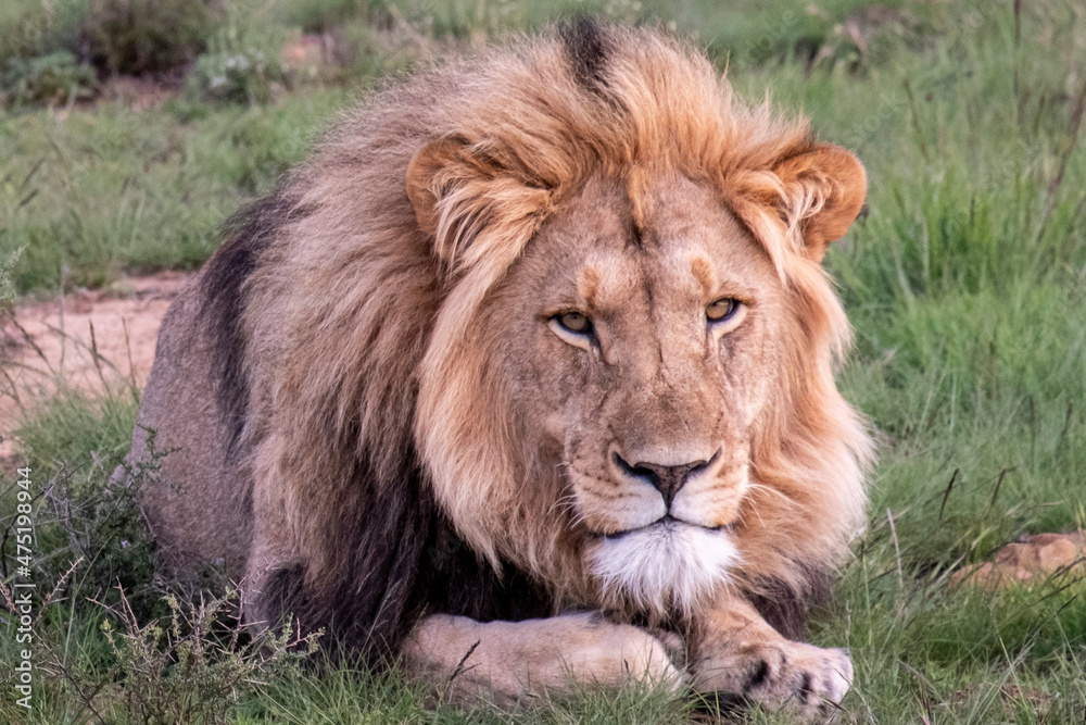 Lions in South Africa 