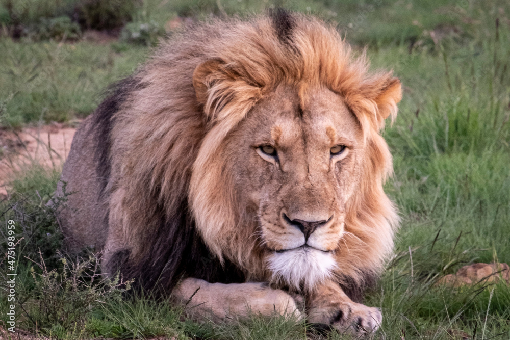 Lions in South Africa 