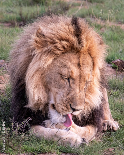 Lions in South Africa 