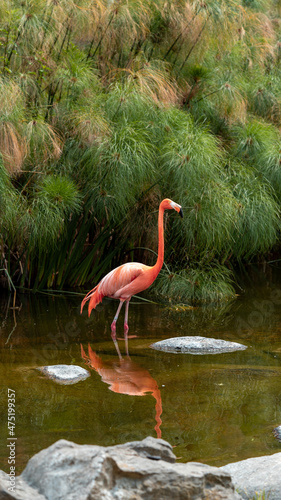 Phoenicopterus ruber in captivity. photo