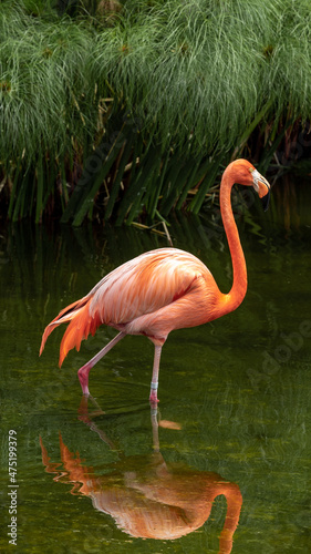 Phoenicopterus ruber in captivity. photo