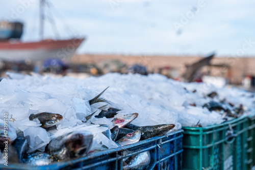Canvastavla Assortment of raw fish and seafood with ice for transport and sale at harbor, Cr