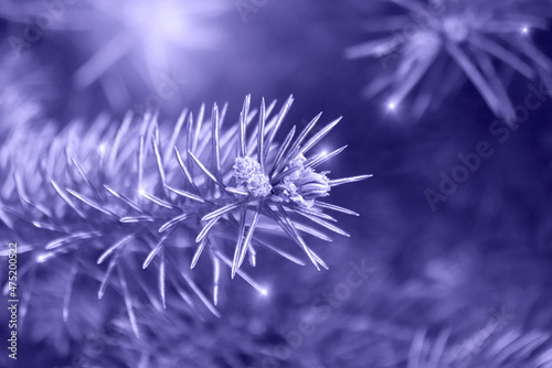 Trendy Color of Year 2022. Christmas violet background. Branch of a spruce tree with small sparks on needles. © kargona