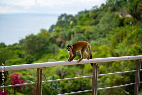 Sticker Squirrel monkeys live in the tropical forests of Central and South America in the canopy layer, this monkey was photographed in Costa Rica