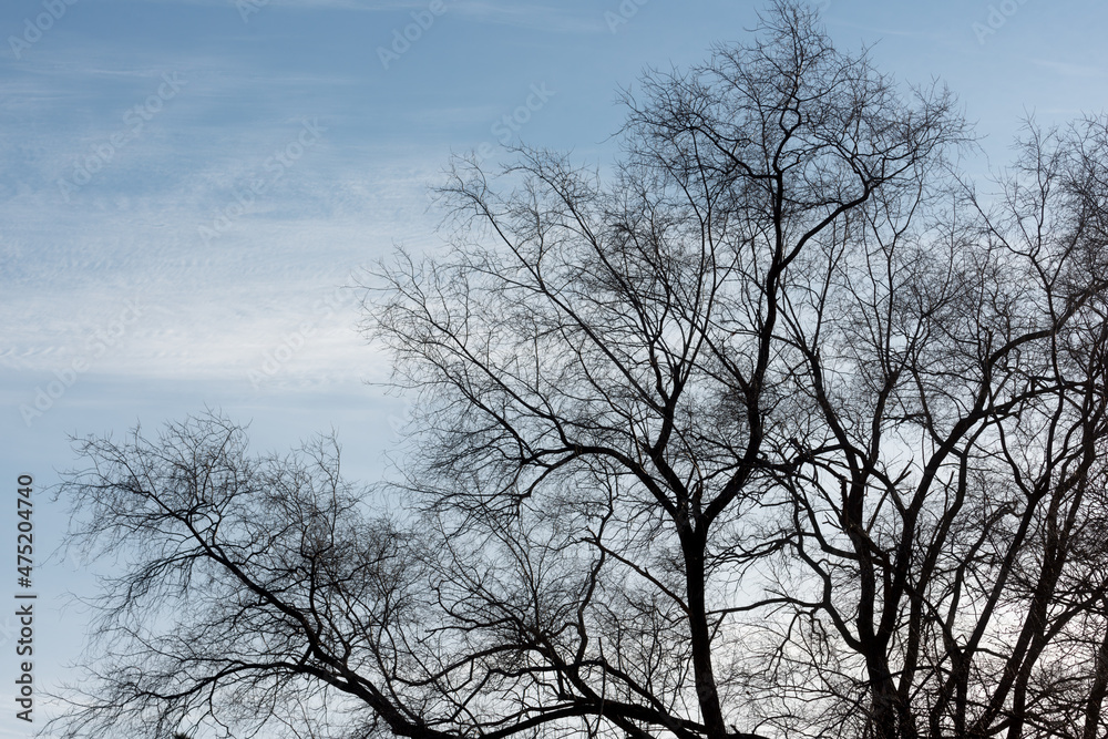 silhouette of tree against blue sky with clouds silhouette of tree against blue sky with clouds
