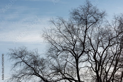 silhouette of tree against blue sky with clouds © eugen