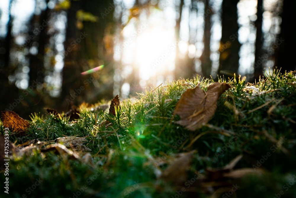 autumn in the forest autumn in the forest