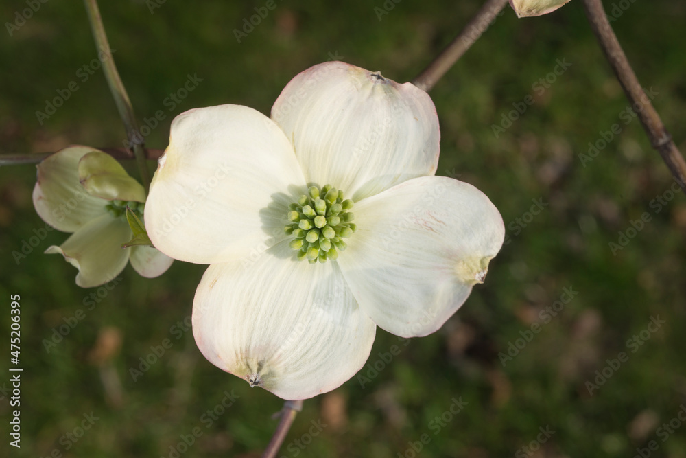 Fototapeta premium White Kousa Dogwood
