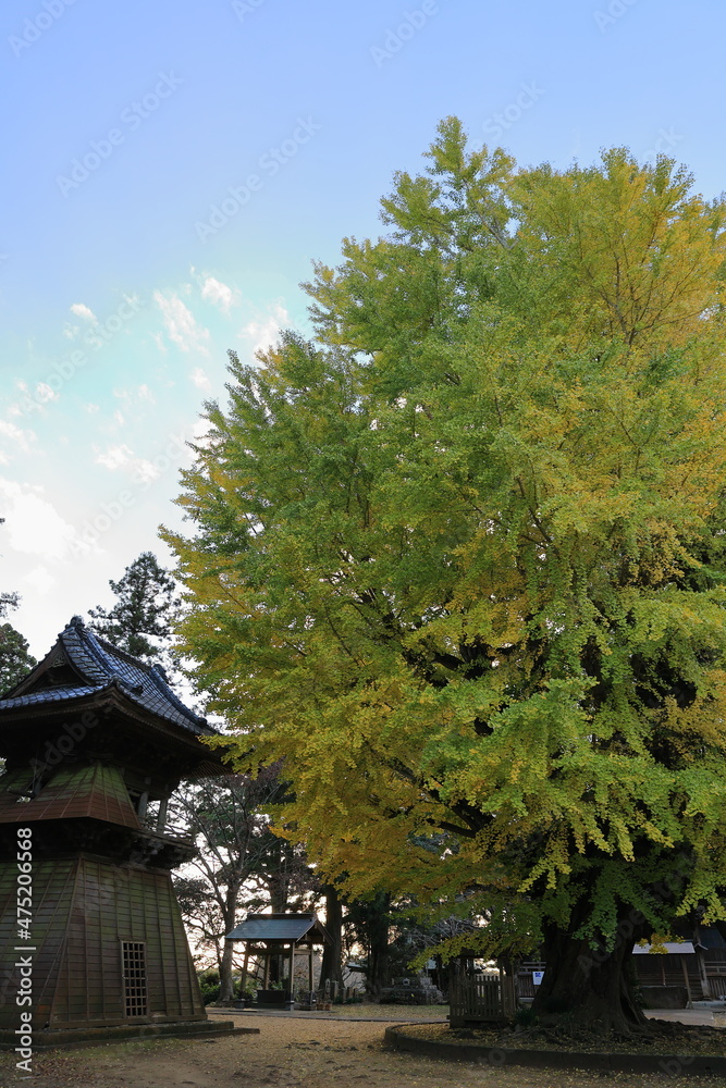 Fototapeta premium 茨城県西蓮寺の大銀杏と建物