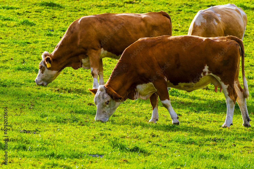 Herd of Healthy Brown Cows Grassing on Green Pasture at One Tree Hill Park, Auckland New Zealand; Cows Domestic Farm Animals Herd of Healthy Brown Cows Grassing on Green Pasture at One Tree Hill Park, Auckland New Zealand; Cows Domestic Farm Animals