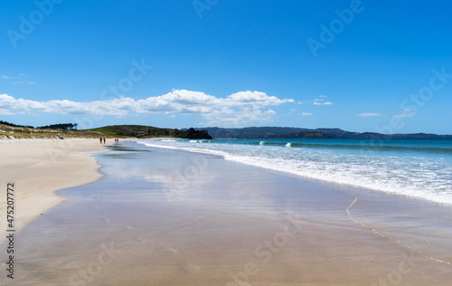 Panoramic View of Tawharanui Beach and Regional Park, Auckland New Zealand  White Sandy Beach during Low Tide © Rangkong