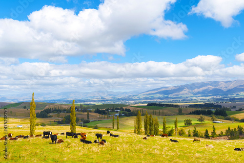 Obraz na płótnie Panoramic View; Landscape Scenery of Fairlie, Mackenzie Region, South Island New Zealand w salonie