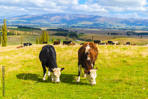 Cow Cattle Flocks at Fairlie, Mackenzie Region, South Island New Zealand