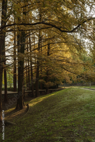 秋の公園・紅葉するメタセコイアと午後の日差し