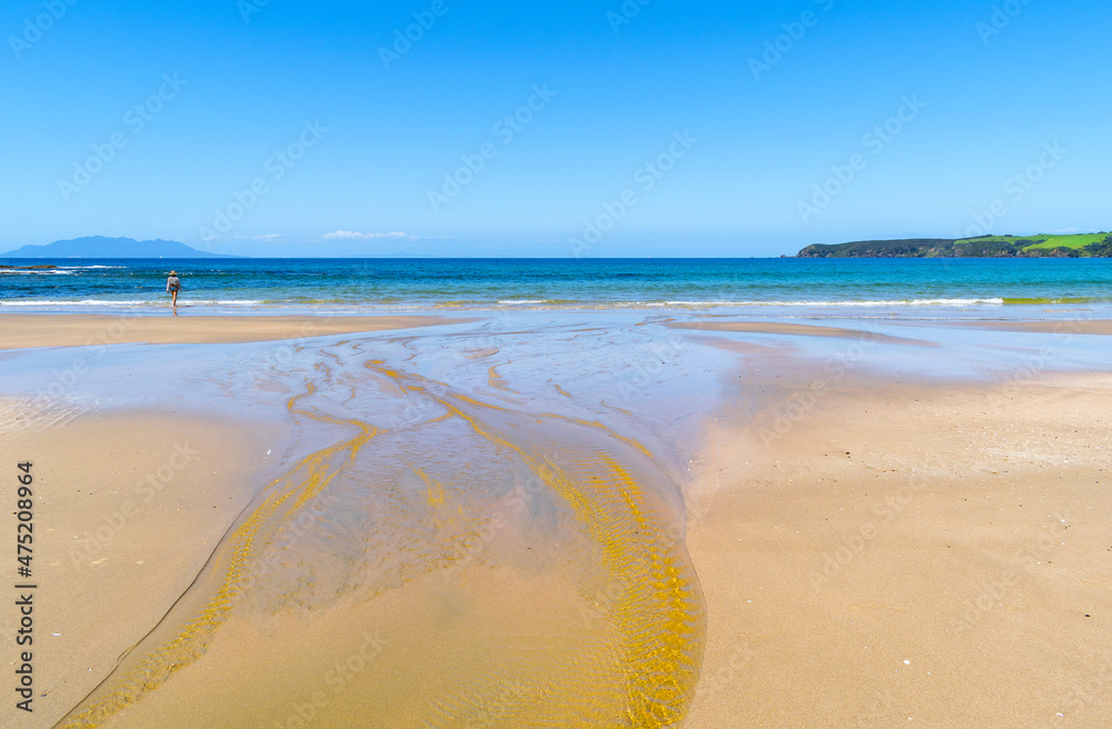 Panoramic View of Tawharanui Beach and Regional Park, Auckland New Zealand; White Sandy Beach during Low Tide