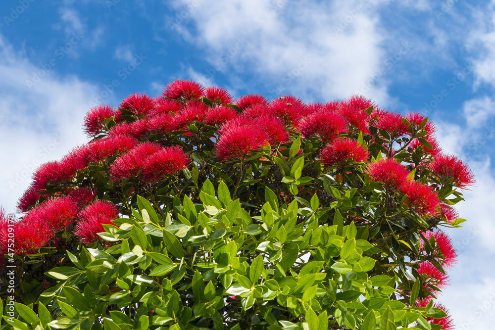 Blooming Pohutukawa Flowers New Zealand; The Flowers are only Blooming in Summer Time