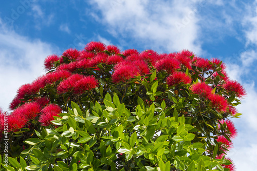 Obraz na płótnie Blooming Pohutukawa Flowers New Zealand; The Flowers are only Blooming in Summer Time w salonie