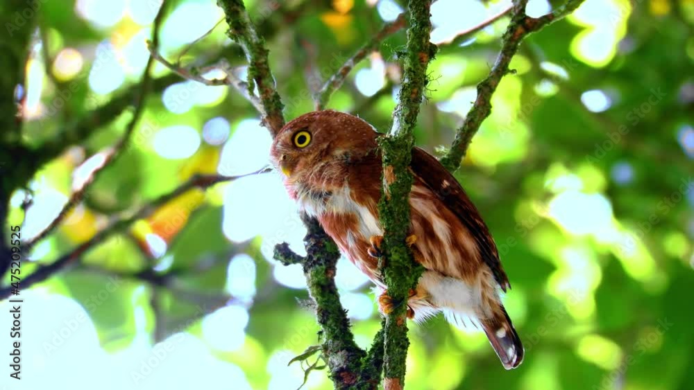 caburé-miudinho (Glaucidium minutissimum) cantando