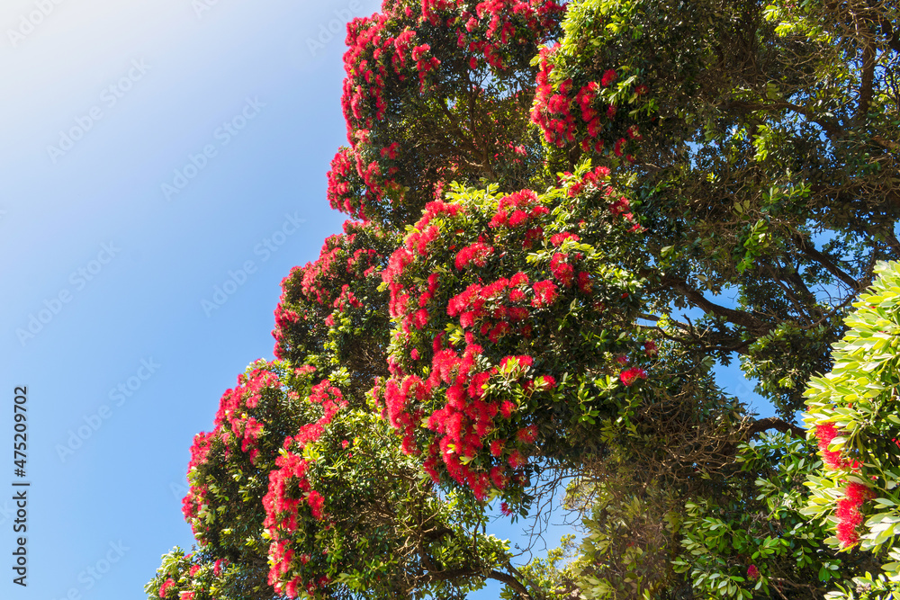 Blooming Pohutukawa Flowers New Zealand; The Flowers are only Blooming in Summer Time