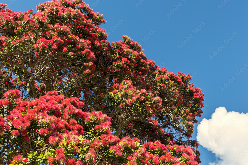Blooming Pohutukawa Flowers New Zealand; The Flowers are only Blooming in Summer Time